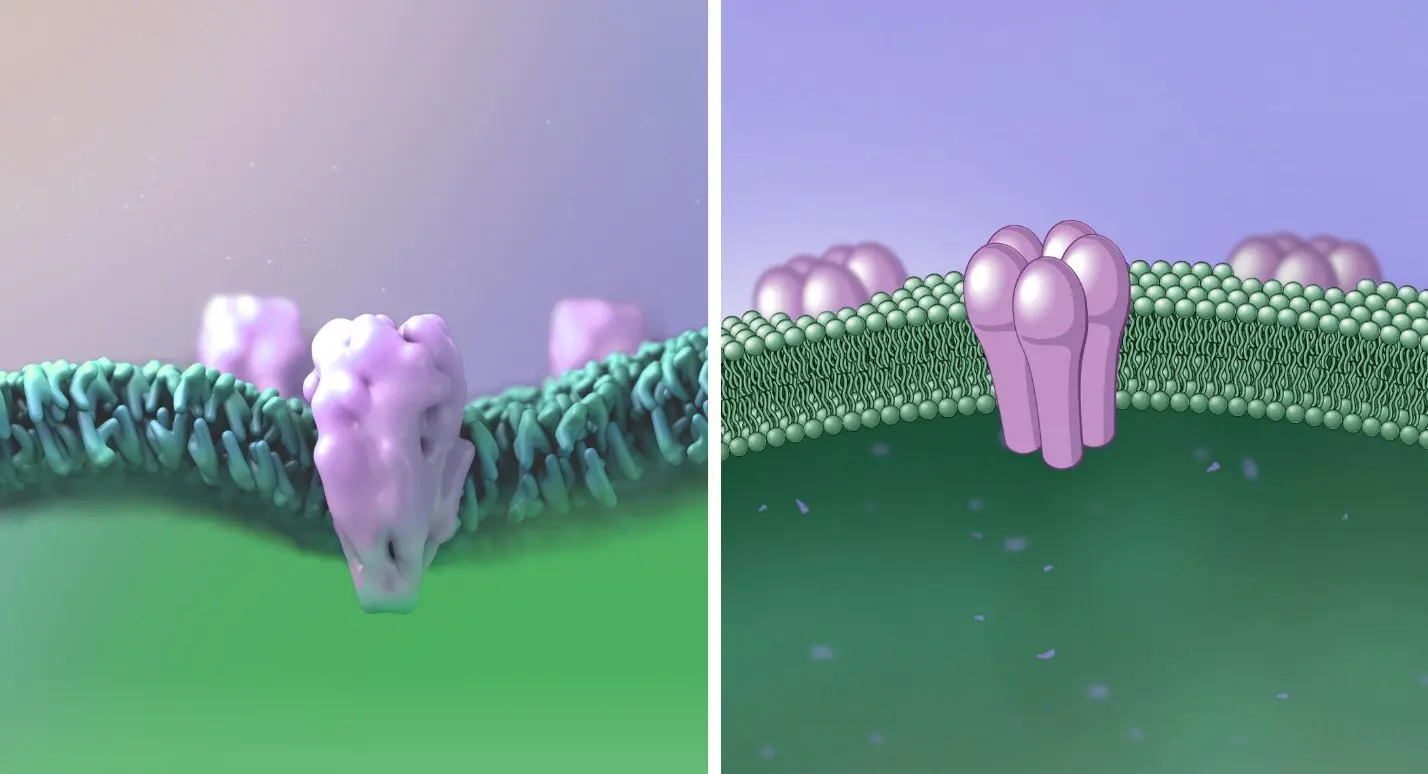 Cell Membrane with Gabba Styles