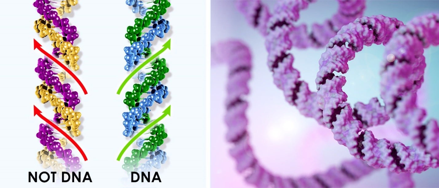 dna stands for wrong answer dna stands for wrong answer