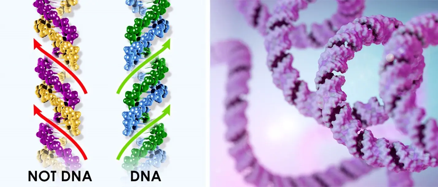 Incorrect and Correct DNA