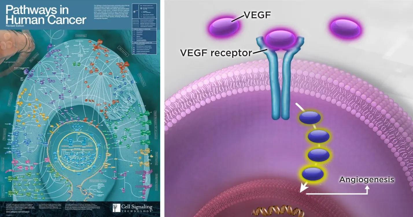 Signaling Pathways Image Example